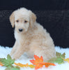 Medium F1B Labradoodle For Sale Millersburg OH Male-Hayden
