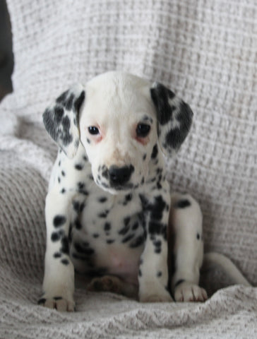 AKC Registered Dalmatian For Sale Wooster OH Female-Amy