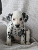 AKC Registered Dalmatian For Sale Wooster OH Female-Amy