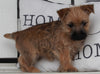 Cairn Terrier For Sale Millersburg OH Female -Betsy
