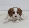 Cavapoo For Sale Fresno OH Male-Cuddles