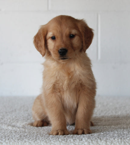 AKC Registered Golden Retriever For Sale Millersburg OH Female-Millie