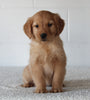 AKC Registered Golden Retriever For Sale Millersburg OH Female-Millie