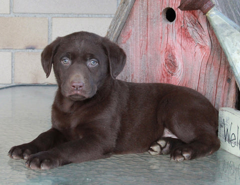 AKC Registered Labrador Retriever For Sale Sugarcreek OH Female-Hazel