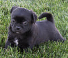 Pug For Sale Millersburg OH Male-Snoopy