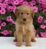 AKC Registered Golden Retriever For Sale Millersburg OH Female-Hailey