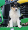 AKC Registered Collie Lassie For Sale Fredericksburg OH Female-Bella
