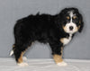 Bernedoodle For Sale Sugarcreek OH Female-Zoe