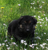 AKC Registered German Shepherd For Sale Millersburg OH Female-Megan
