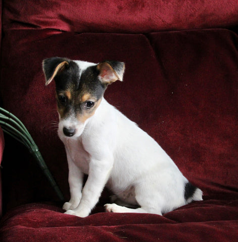 Jack Russel Puppy For Sale Fredericksburg OH Female-Penny