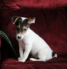 Jack Russel Puppy For Sale Fredericksburg OH Female-Penny