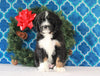 Bernedoodle (Standard) For Sale Sugarcreek, OH Female- Gracie