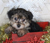 Yorkie-poo For Sale Millersburg OH Male-Mickie