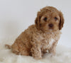 Cavapoo For Sale Beach City OH Male-Chase