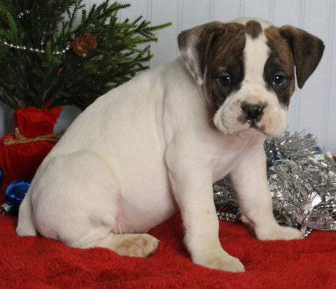 Boxer/Bulldog For Sale Fredericksburg OH Male-Kirk