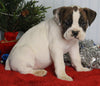 Boxer/Bulldog For Sale Fredericksburg OH Male-Kirk