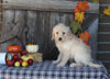 F1B Medium Labradoodle For Sale Millersburg OH Female-Frosty