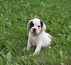 English Bulldog/Puggle For Sale Sugarcreek OH Male-Luke