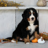 AKC Registered Bernese Mountain Dog For Sale Millersburg OH Female-Dakota