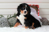 AKC Registered Bernese Mountain Dog For Sale Sugarcreek, OH Female- Candy