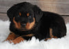 ACK Registered Rottweiler For Sale Applecreek OH-Male Maverick
