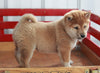 AKC Registered Shiba Inu For Sale Millersburg, OH Male- Mack
