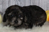 F1B Cavapoo For Sale Sugarcreek OH Male-Miles