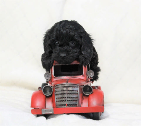 Cockapoo For Sale Millersburg, OH Female- Oreo