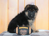 AKC Registered German Shepherd For Sale Millersburg, OH Male- Chief