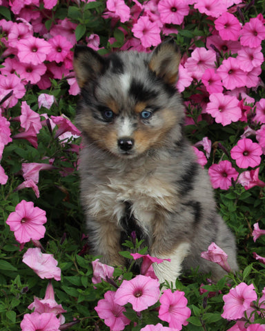 Pomsky For Sale Holmesville OH Male-Logan