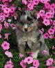 Pomsky For Sale Holmesville OH Male-Logan