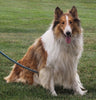 AKC Registered Lassie Collie For Sale Millersburg OH Male-King Larry