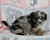 Mini Bernedoodle For Sale Millersburg OH Male-Gavin