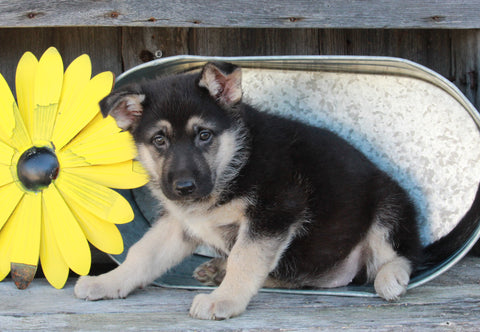 ACA Registered German Shepherd For Sale Millersburg, OH Female- Abby