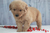 AKC Registered Golden Retriever For Sale Millersburg, OH Male- Jasper