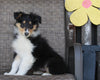 Collie Lassie For Sale Fredericksburg OH Female-Riley