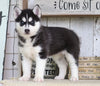 AKC Registered Siberian Husky For Sale Millersburg, OH Female- Molly