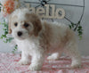 Cockapoo For Sale Holmesville OH Female-Chloe