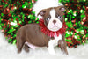 AKC Registered Boston Terrier For Sale Wooster, OH Male- Felix