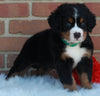 AKC Registered Bernese Mountain Dog For Sale Sugarcreek OH Male-Theo