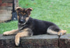 AKC Registered German Shepherd For Sale Millersburg OH Female-Bonnie
