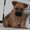 Cairn Terrier For Sale Millersburg OH Female -Betsy