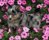 Pomsky For Sale Holmesville OH Male-Logan