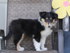 Collie Lassie For Sale Fredericksburg OH Female-Riley