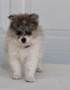 Pomeranian For Sale Fredericksburg OH Male-Domino