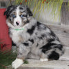 Australian Shepherd For Sale Shreve OH Female-Blueberry Cheesecake