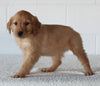 AKC Registered Golden Retriever For Sale Millersburg OH Female-Millie