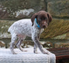 AKC Registered German Shorthaired Pointer For Sale Fredericksburg OH Male-Riley