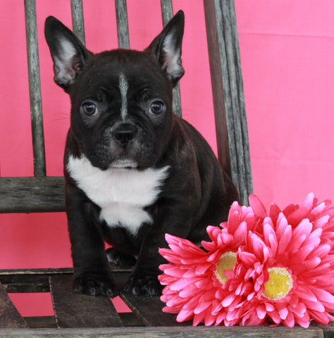 Frenchton For Sale Wooster OH Female-Bailey
