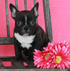 Frenchton For Sale Wooster OH Female-Bailey